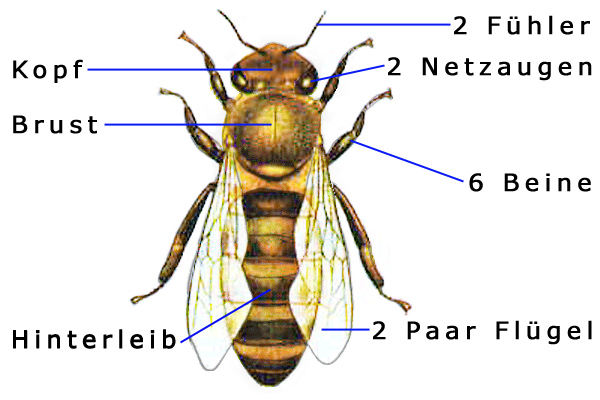 Biene KiwiThek