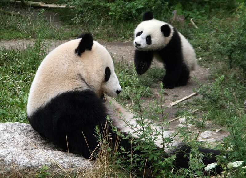 Datei:13 Tiergarten Schönbrunn Große Pandas.jpg
