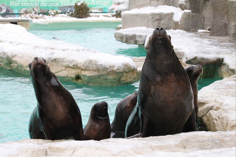 Datei:13 Tiergarten Schönbrunn Mähnenrobben.jpg