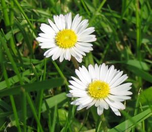 2 Gänseblümchen.jpg