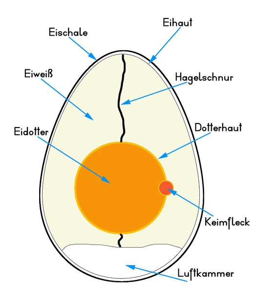 Datei:Das Innere des Hühnereis.jpg
