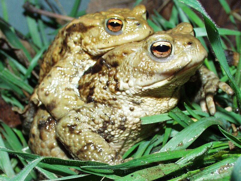 Datei:Erdkröte Männchen Weibchen.jpg