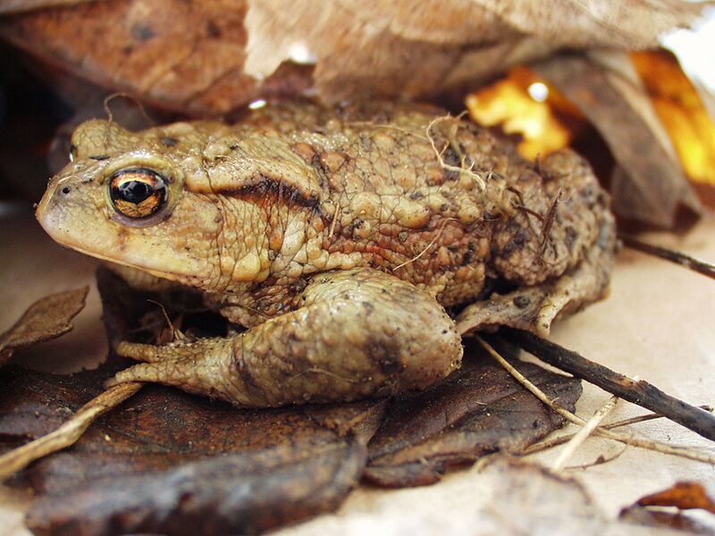 Datei:Erdkröte Versteck.jpg