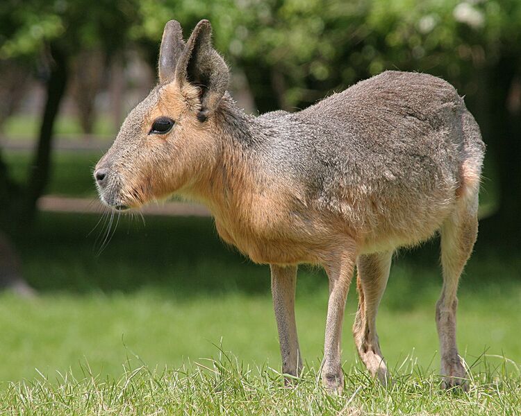 Datei:Großer Mara.jpg