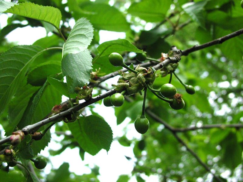 Datei:Grüne Kirschen.jpg