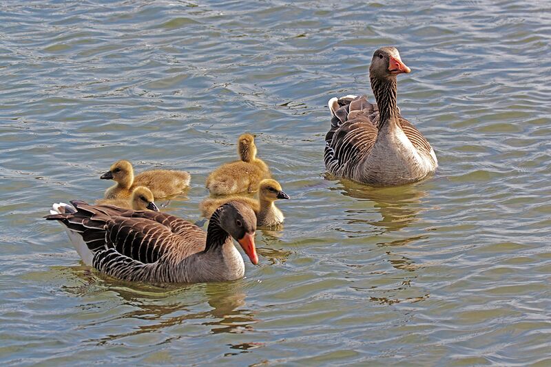 Datei:Gänsefamilie im Wasser.jpg