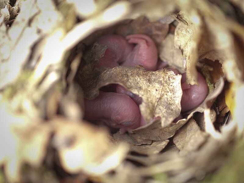 Datei:Junge Mäuse.jpg