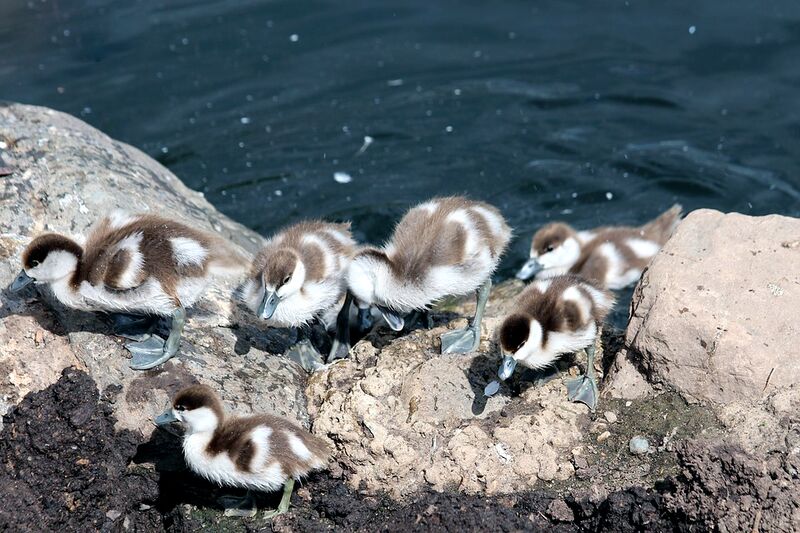 Datei:Laufenten Küken.jpg