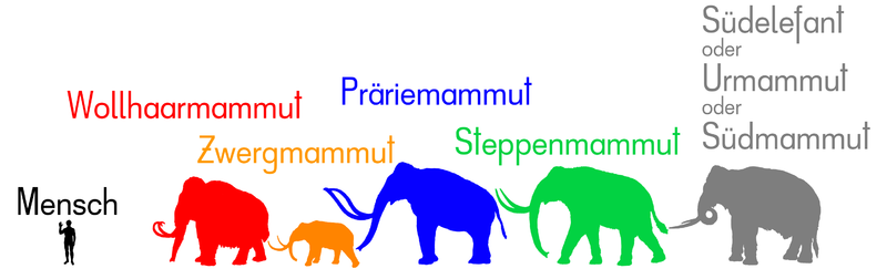 Datei:Mammuts Größenvergleich.png