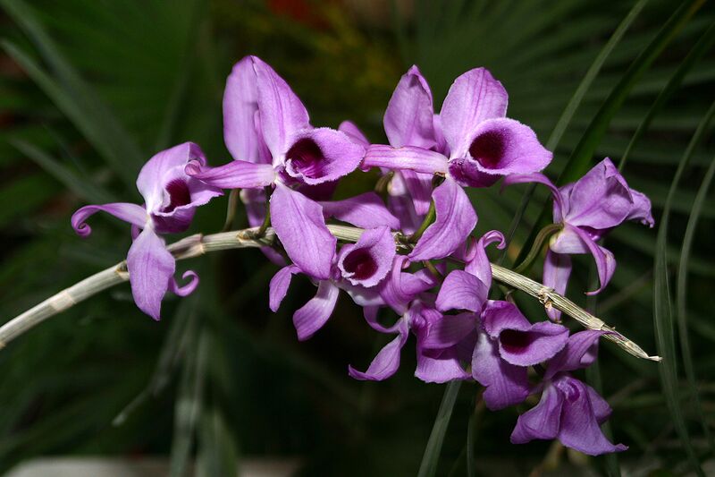 Datei:Orchideenblüten violett.jpg