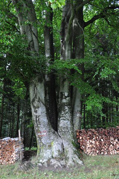 Datei:Vierbrüderbuche Wilhelmsburg.jpg