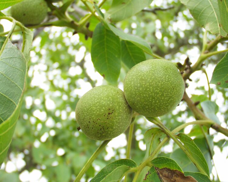 Datei:Walnüsse am Baum.jpg