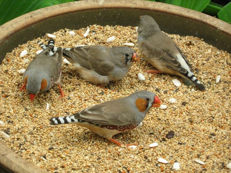 Datei:Zebrafinken in Futterschüssel.jpg